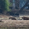 Hyena skvrnita - Crocuta crocuta - Spotted Hyena o7538